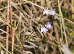 Lobelia glandulosa image