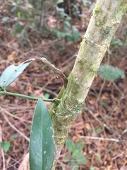 Heteropsis oblongifolia