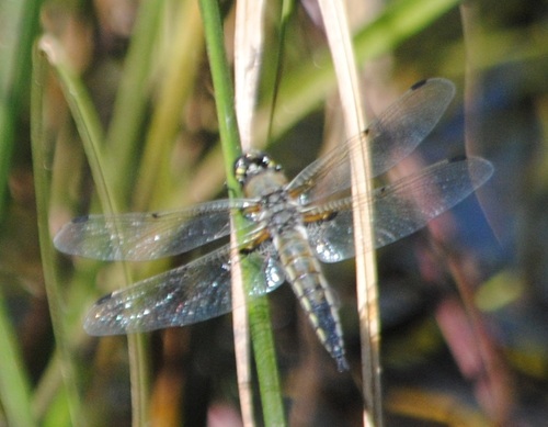 Four-spotted Skimmer photo 5