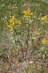Solidago lepida lepida