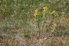 Solidago lepida lepida