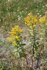 Solidago lepida lepida