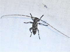 Acanthocinus obsoletus