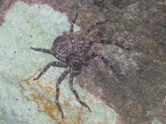 Heteropoda tetrica