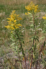 Solidago lepida lepida