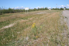 Solidago lepida lepida