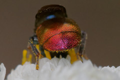 Hedychrum gerstaeckeri