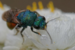 Hedychrum gerstaeckeri