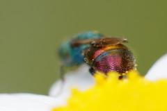 Hedychrum gerstaeckeri