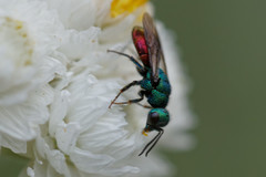 Hedychrum gerstaeckeri