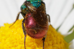 Hedychrum gerstaeckeri