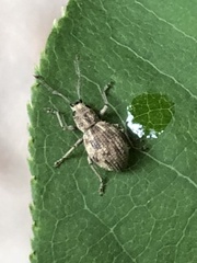 Cyphicerini