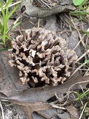 Thelephora anthocephala