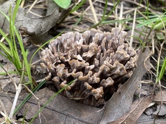 Thelephora anthocephala