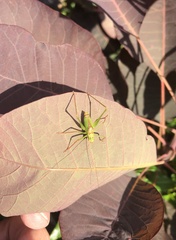 Leptophyes punctatissima