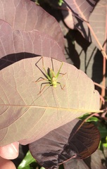 Leptophyes punctatissima