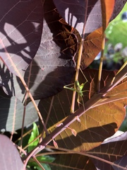 Leptophyes punctatissima