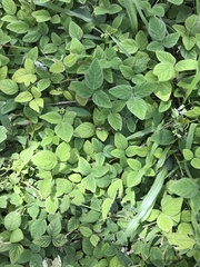 Desmodium scorpiurus