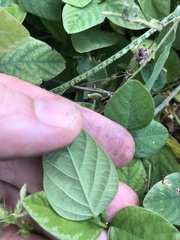 Desmodium scorpiurus