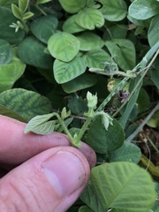 Desmodium scorpiurus