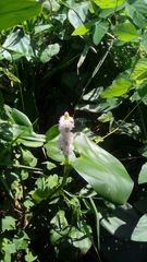 Pontederia sagittata