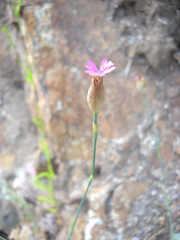 Kohlrauschia