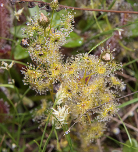 Drosera gunniana