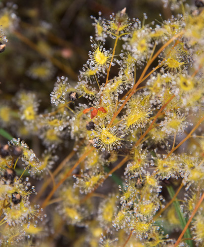 Drosera gunniana