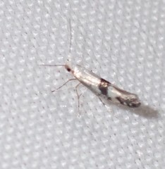 Argyresthia oreasella