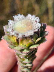 Leucadendron concavum