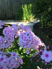 Phlox paniculata