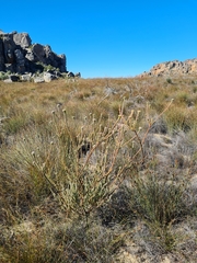 Leucadendron concavum