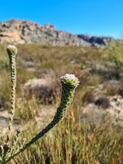Leucadendron concavum