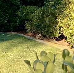 Otospermophilus beecheyi