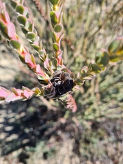 Leucadendron concavum
