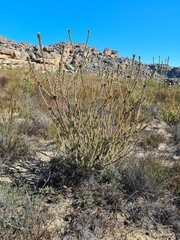 Leucadendron concavum