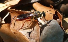 Sphex jamaicensis