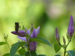 Cryptostegia grandiflora