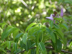 Cryptostegia grandiflora