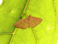 Psara