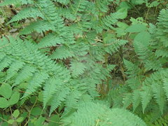 Dryopteris campyloptera