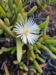 Ruschia albida