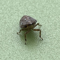 Issus coleoptratus