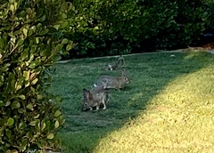 Sylvilagus audubonii