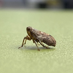 Issus coleoptratus