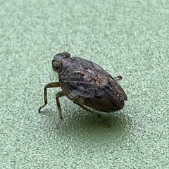 Issus coleoptratus