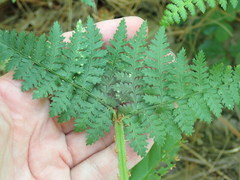 Dryopteris campyloptera