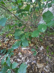 Quercus prinoides