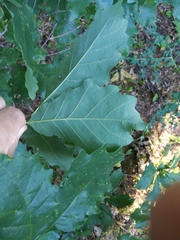 Quercus prinoides