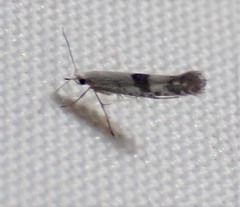Argyresthia oreasella